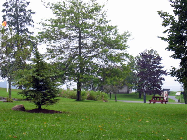 Thom's tree in Centennial Park, St. Andrews
